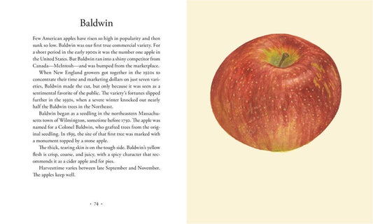 Apples