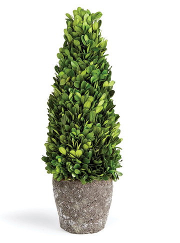 Boxwood Cone Topiary Drop In, 12"