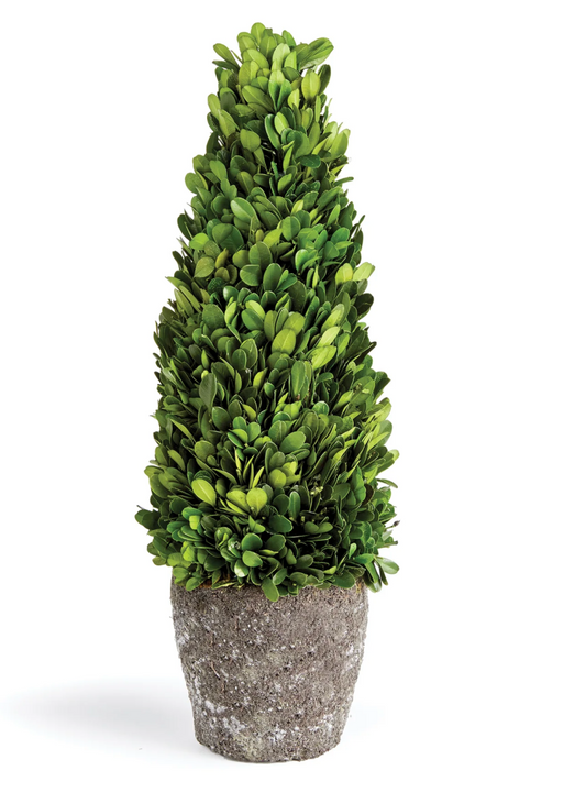 Boxwood Cone Topiary Drop In, 12"