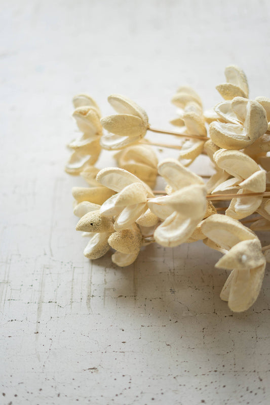 BUNDLE OF 24 BLEACHED BULLET FLOWERS ON STEMS